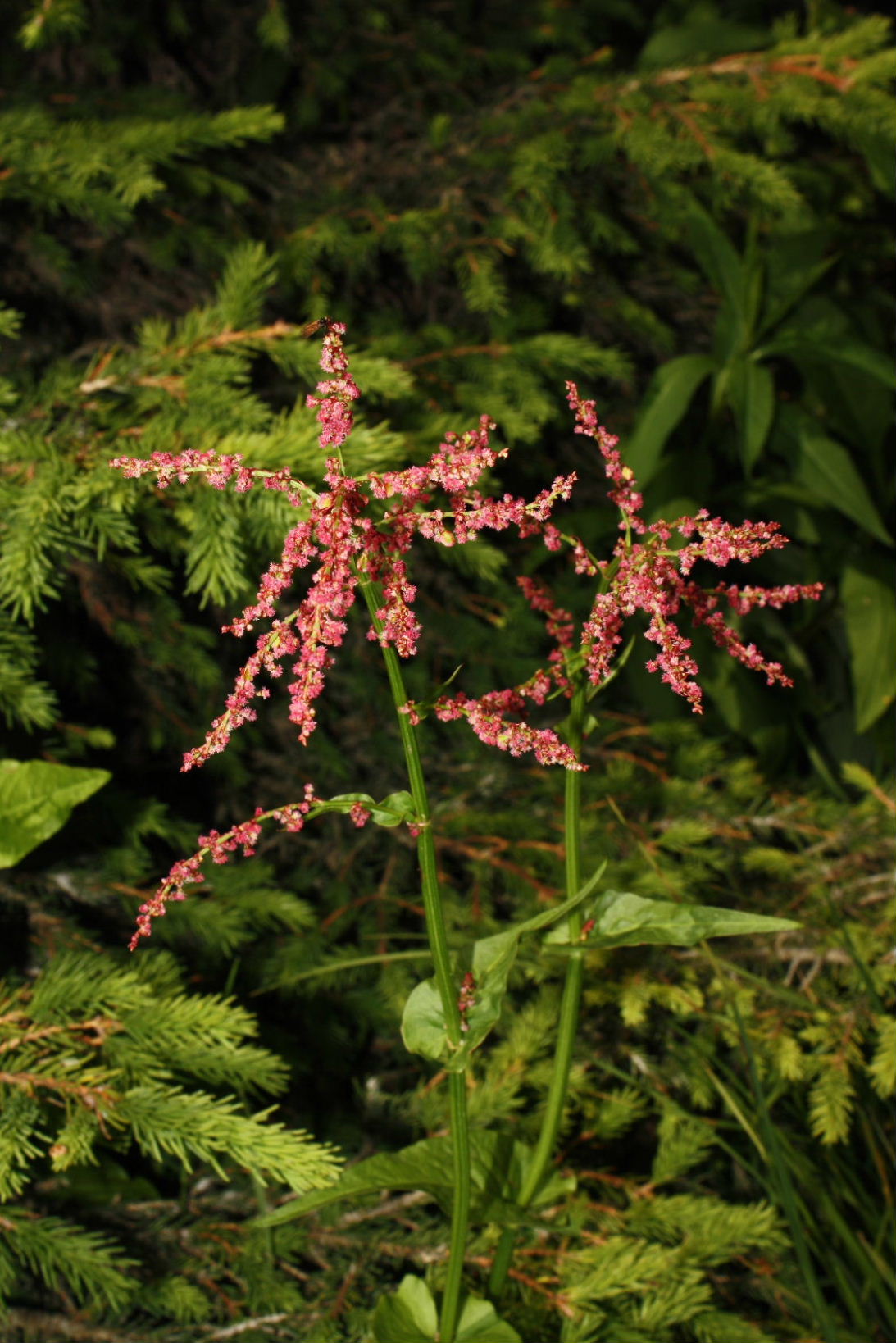 Poligonacea ?? da determinare
